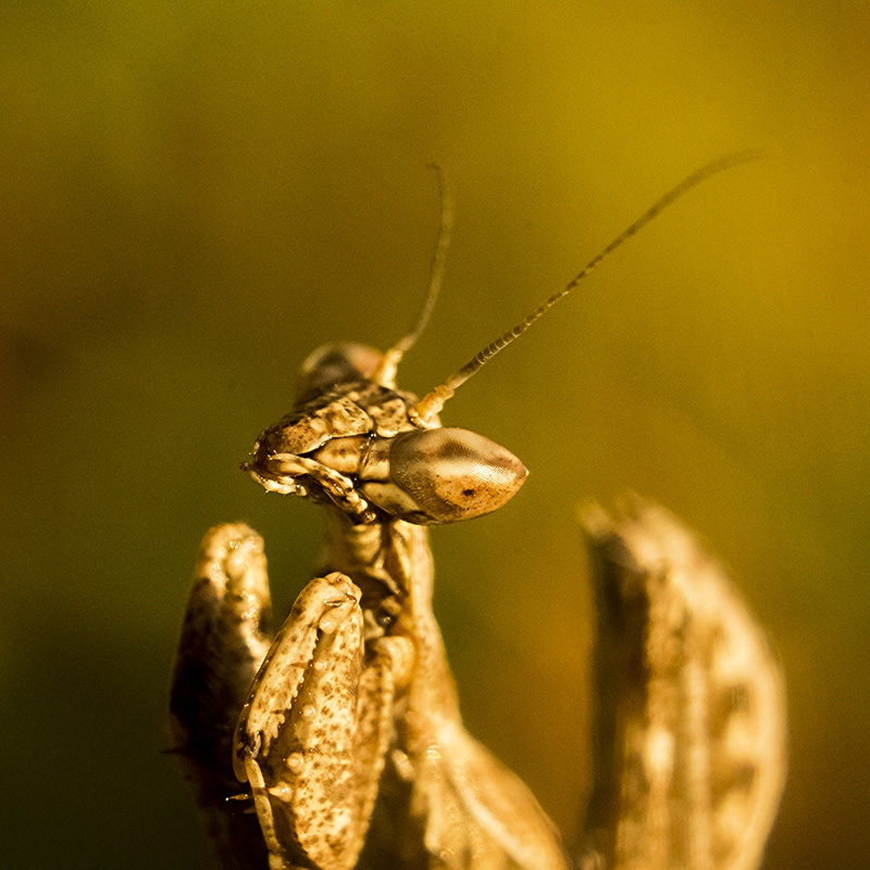 piccola mantide (ameles spallanzania?)